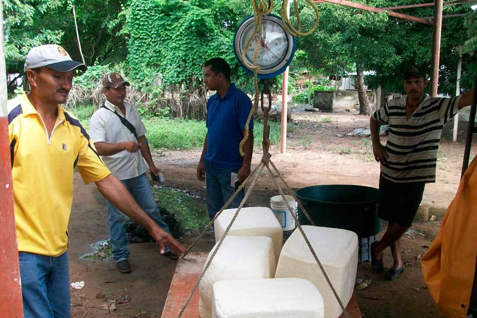 Productores de queso en Guàrico exigen equidad en ganancias