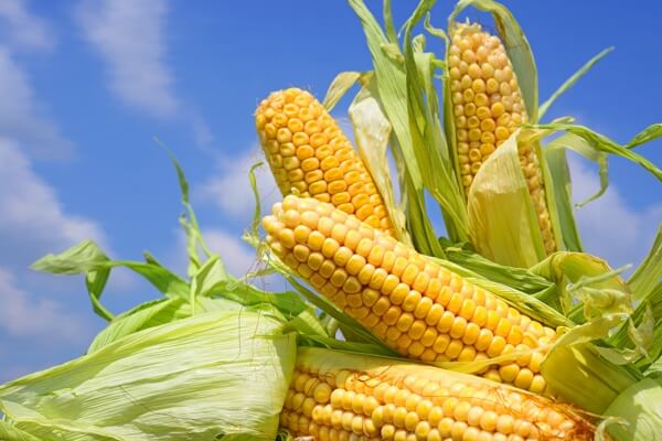 Productores de Guárico advierten caída de la producción de maíz