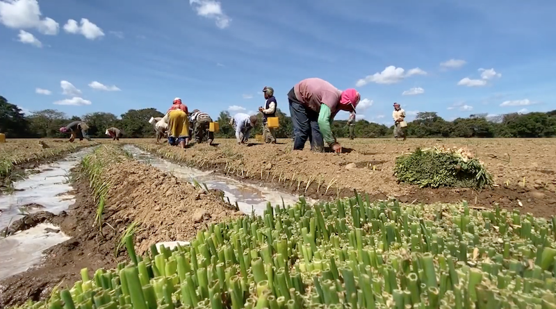 Los agricultores de hortalizas del estado Guárico y Aragua tiene problemas por la falta de agua