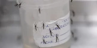 Alerta epidemiológica por más de 3 mil muertes por dengue