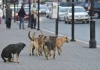 ¿Cuál sería la razón para esta medida extrema? Estudian en Turquía el sacrificio de 4 millones de perros callejeros.