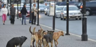 ¿Cuál sería la razón para esta medida extrema? Estudian en Turquía el sacrificio de 4 millones de perros callejeros.