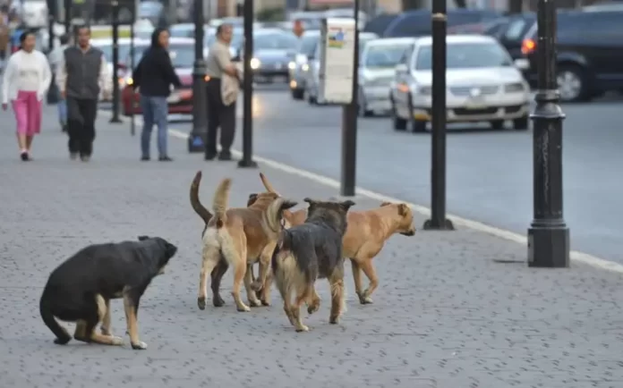 ¿Cuál sería la razón para esta medida extrema? Estudian en Turquía el sacrificio de 4 millones de perros callejeros.
