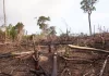 Deforestación de bosques en Venezuela