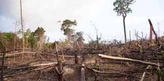 Deforestación de bosques en Venezuela
