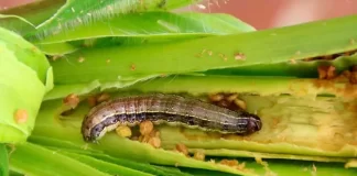El gusano cogollero amenaza la producción de maíz en Venezuela