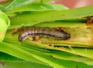 El gusano cogollero amenaza la producción de maíz en Venezuela