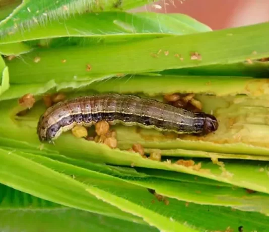 El gusano cogollero amenaza la producción de maíz en Venezuela