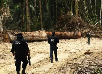 Crimen organizado se expande en la Amazonía
