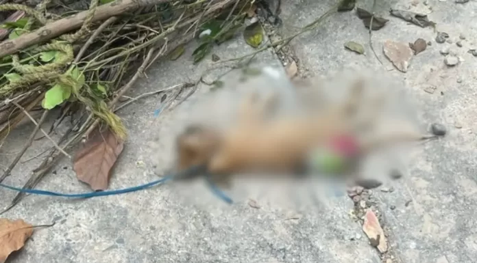 Exigen justicia por gatos ahorcados en Barquisimeto