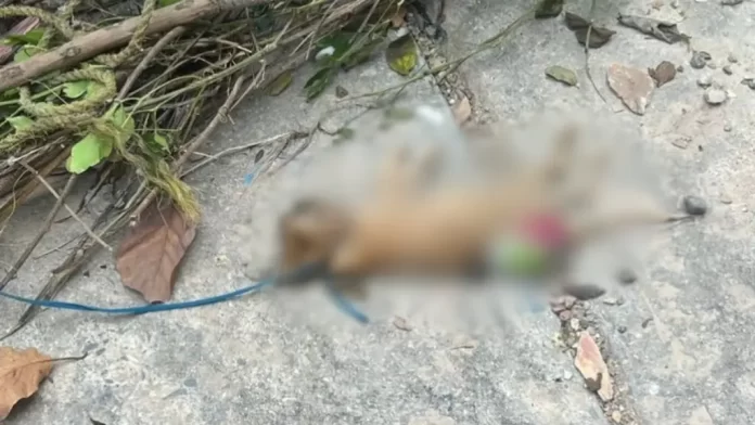 Exigen justicia por gatos ahorcados en Barquisimeto