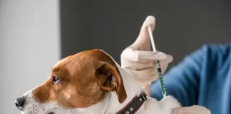 Crean primera vacuna para esterilización temporal de perros en Chile
