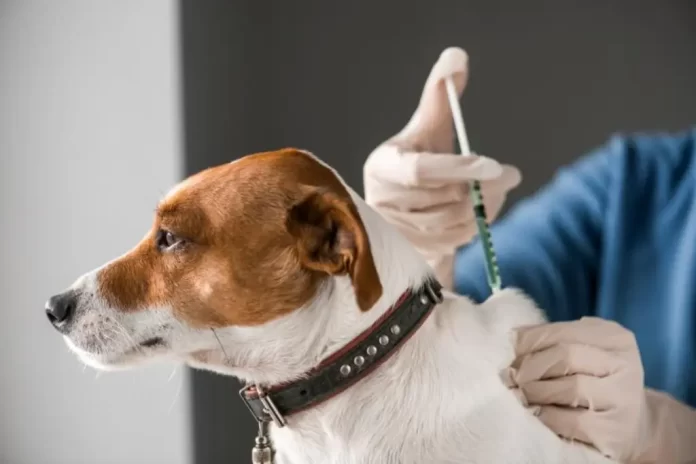 Crean primera vacuna para esterilización temporal de perros en Chile