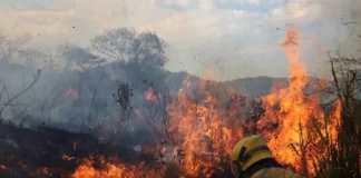 Suramérica registra 350 mil incendios forestales