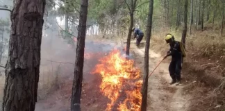 Venezuela amplía sistema de vigilancia contra delitos ambientales