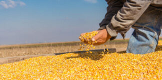 Fedeagro alerta sobre caída en la producción de maíz en Venezuela