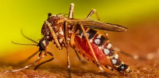 Aumentan los casos de dengue en Venezuela recomendaciones médicas