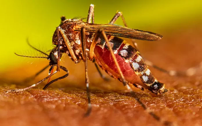 Aumentan los casos de dengue en Venezuela recomendaciones médicas