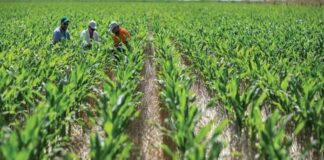 Más de 2.600 agricultores desertaron en Venezuela en 4 años