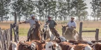 se observan a unos vaqueros arreando ganado. EFE/ Nico Perez