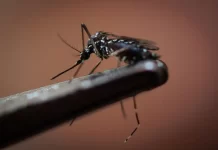 Dengue en las Américas: una epidemia sin precedentes en 2024
