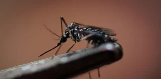 Dengue en las Américas: una epidemia sin precedentes en 2024