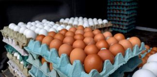 Productores avícolas denuncian ingreso ilegal de huevos desde Colombia