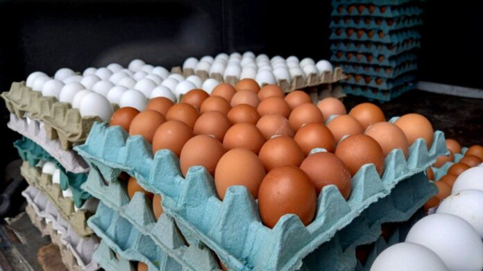 Productores avícolas denuncian ingreso ilegal de huevos desde Colombia