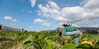 Deudas con agricultores podrían paralizar la producción nacional