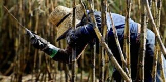 Cañicultores proyectan molienda de hasta 5 millones de toneladas de caña