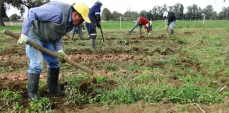 Productores de papas solicitan reunión con ANSA para estabilizar precios