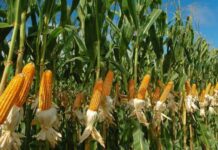Producción de maíz en Guárico disminuyó un 50% en 2024
