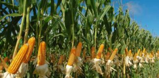 Producción de maíz en Guárico disminuyó un 50% en 2024