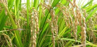 Productores de arroz en Calabozo exigen ajuste en el precio del gasoil