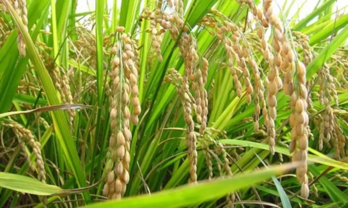 Productores de arroz en Calabozo exigen ajuste en el precio del gasoil
