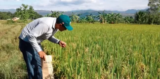 Producción de arroz en Venezuela solo cubre 68% del mercado interno