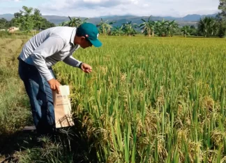Producción de arroz en Venezuela solo cubre 68% del mercado interno