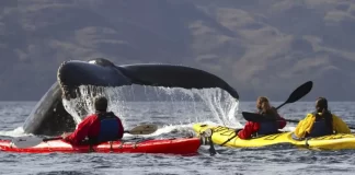 ¿Por qué una ballena no se 'tragó' a un venezolano?