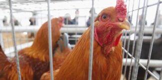 39 jóvenes denunciados en La Rioja por usar una gallina como balón de fútbol
