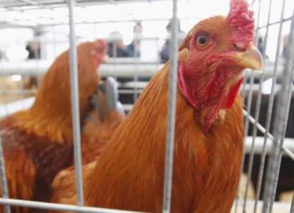 39 jóvenes denunciados en La Rioja por usar una gallina como balón de fútbol