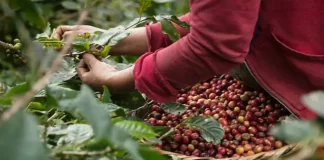 Productores de café exigen aumento de precios para evitar pérdidas económicas