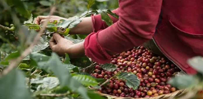 Productores de café exigen aumento de precios para evitar pérdidas económicas