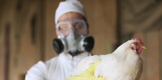 FAO alerta sobre nuevos brotes de influenza aviar en América Latina