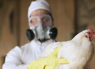 FAO alerta sobre nuevos brotes de influenza aviar en América Latina