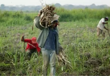 Fedeagro advierte estancamiento del sector agropecuario sin financiamiento