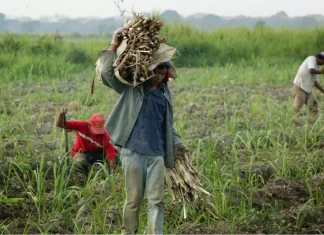 Fedeagro advierte estancamiento del sector agropecuario sin financiamiento