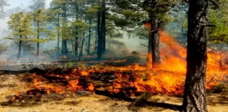 Incendio de gran magnitud afecta el Bosque de Uverito en Monagas
