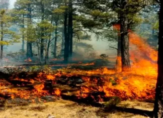 Incendio de gran magnitud afecta el Bosque de Uverito en Monagas