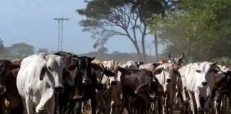 Ganaderos venezolanos buscan exportar carne para generar divisas