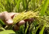 Consumo de arroz en Venezuela se acerca a niveles históricos